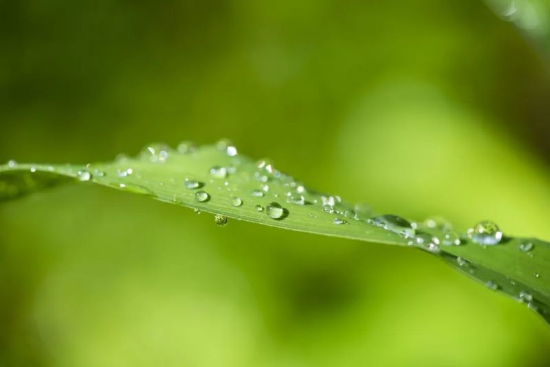 二十四節(jié)氣|今日白露